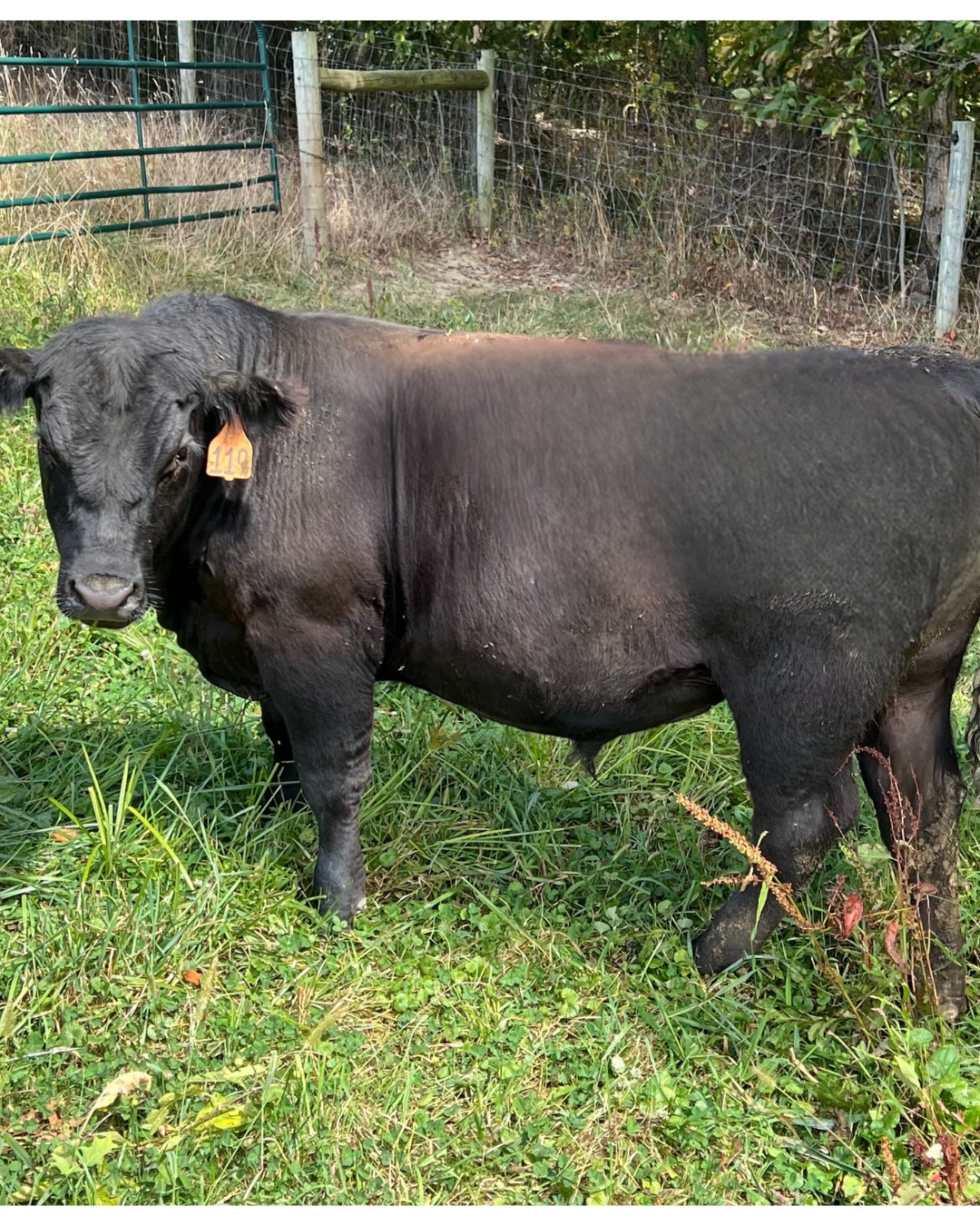 Black Angus Bull - Registered
